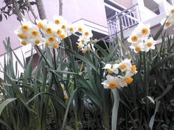 Narcissus 02.jpg